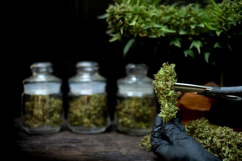 a man s hand is trimming a leaf from a marijuana f 2025 02 10 09 25 47 utc