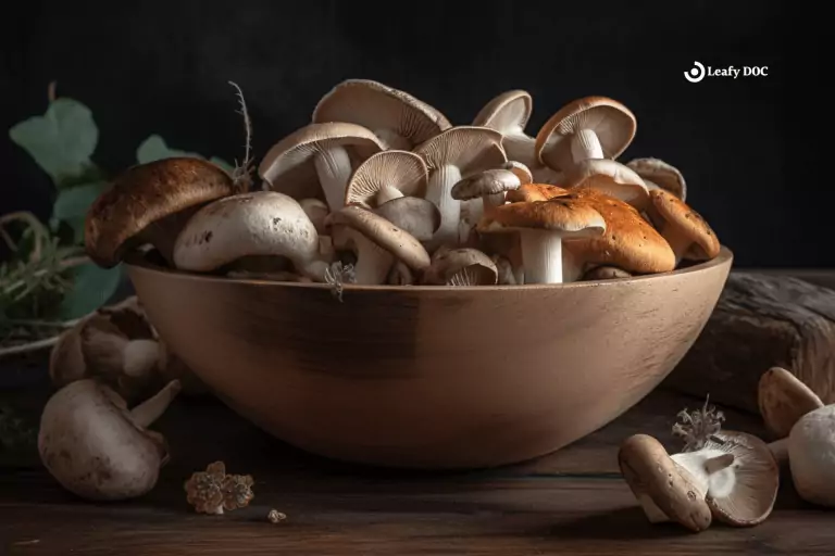Your Guide To Adaptogenic Mushrooms