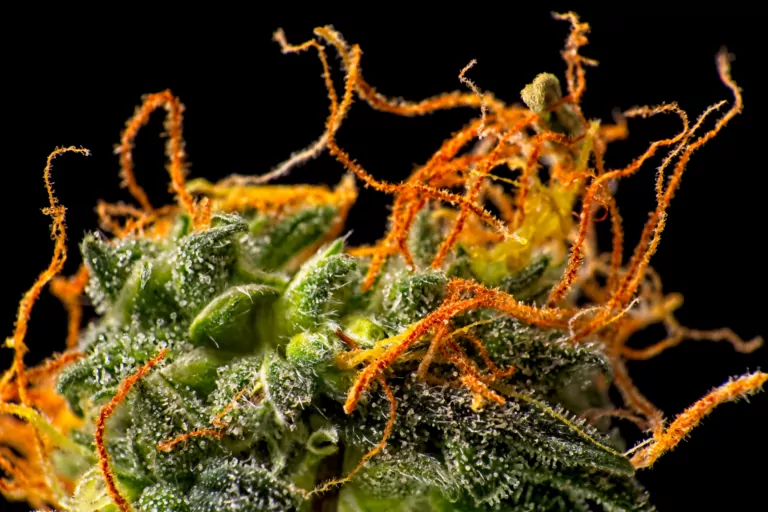 The Development of Cannabis Trichomes