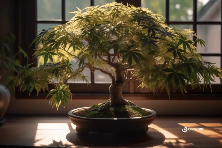 How To Grow and Maintain a Cannabis Bonsai