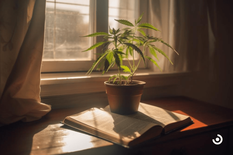 Understanding The Connection Between Cannabis And Schizophrenia