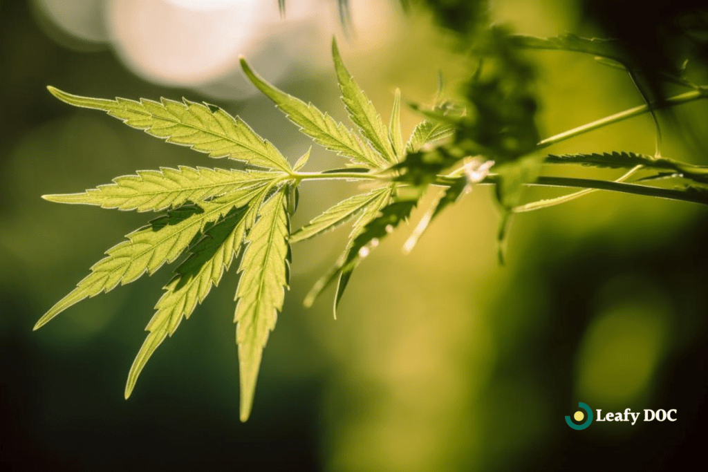 cannabis education for seniors