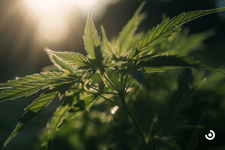cannabis legalization process