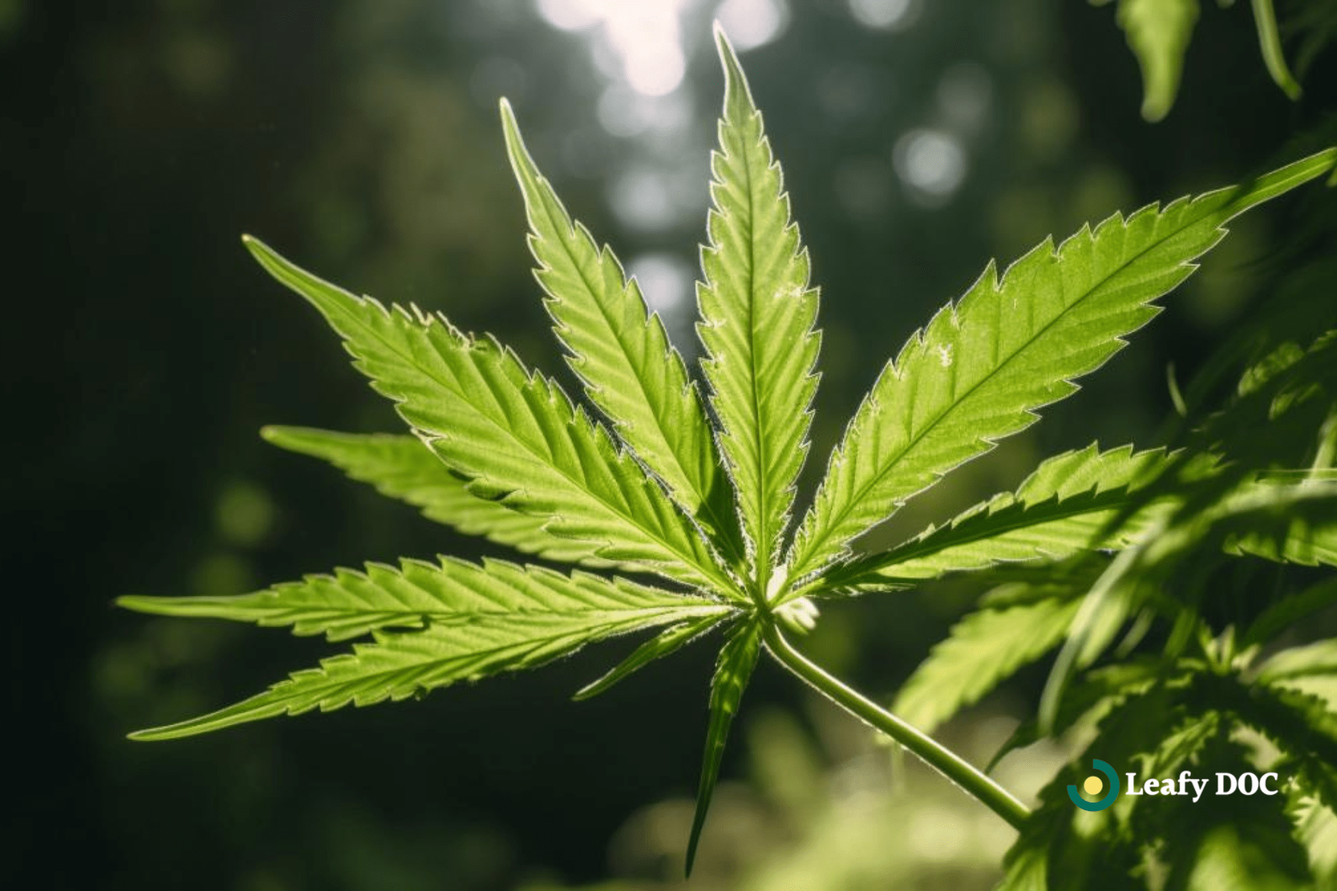 cannabis meditation