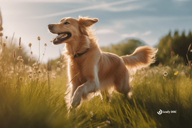5 Reasons To Give CBD To Your Pets