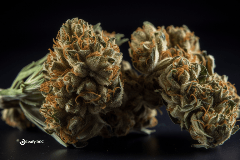 The 3 Best Cheese Weed Strains Of All Time