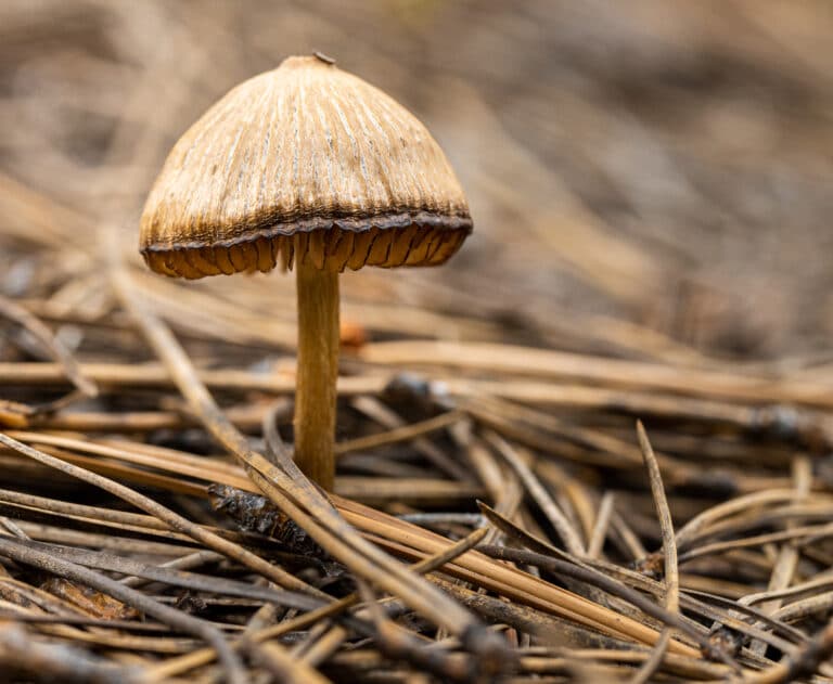 closeup shot of a psychedelic mushroom in dry grass
