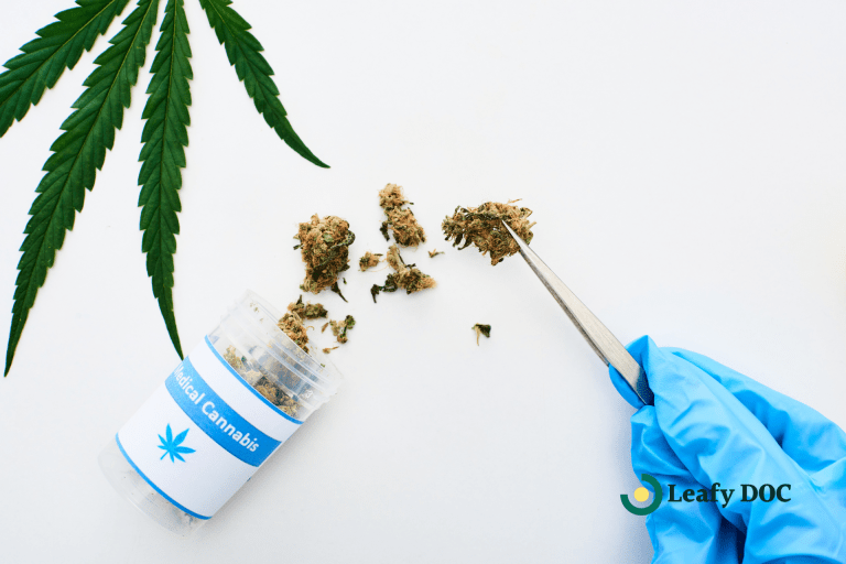 complete guide to medical cannabis certification for beginners