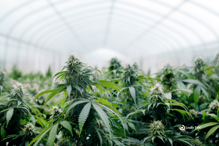 The Environmental Impact of Cannabis Cultivation: Sustainability and Best Practices