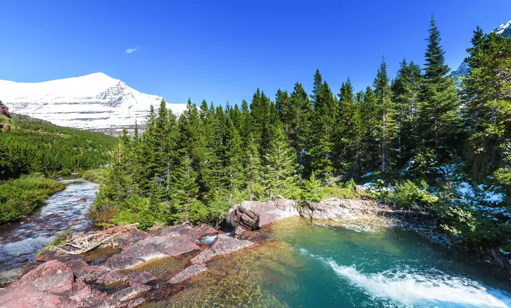Glacier National park in montana forest rushing water is a great place to go after you get your medical marijuana card