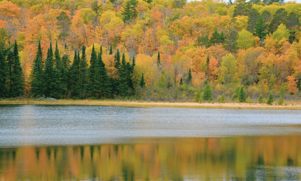 Peak autumn foliage along lake josephine in itasca state park in central minnesota is a great place to go after getting approved for a medical card