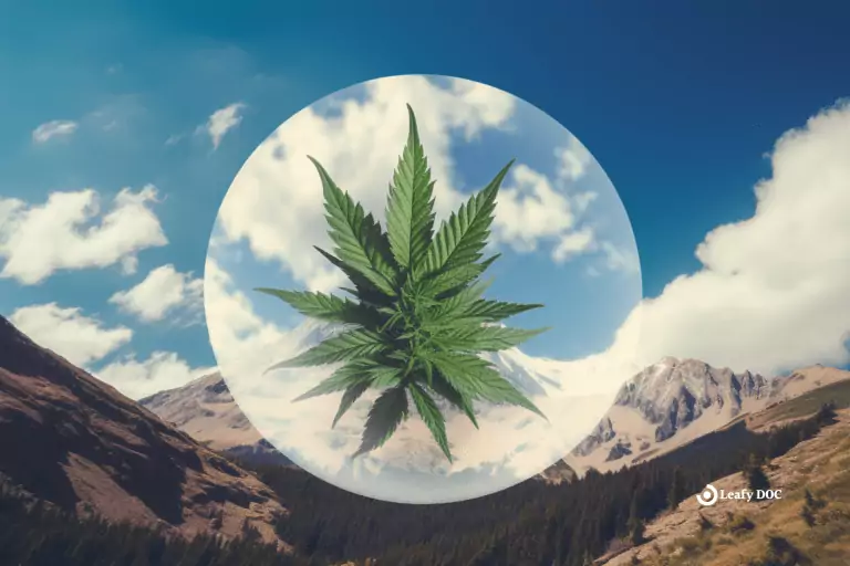 What Is A Colorado Marijuana Med Badge?