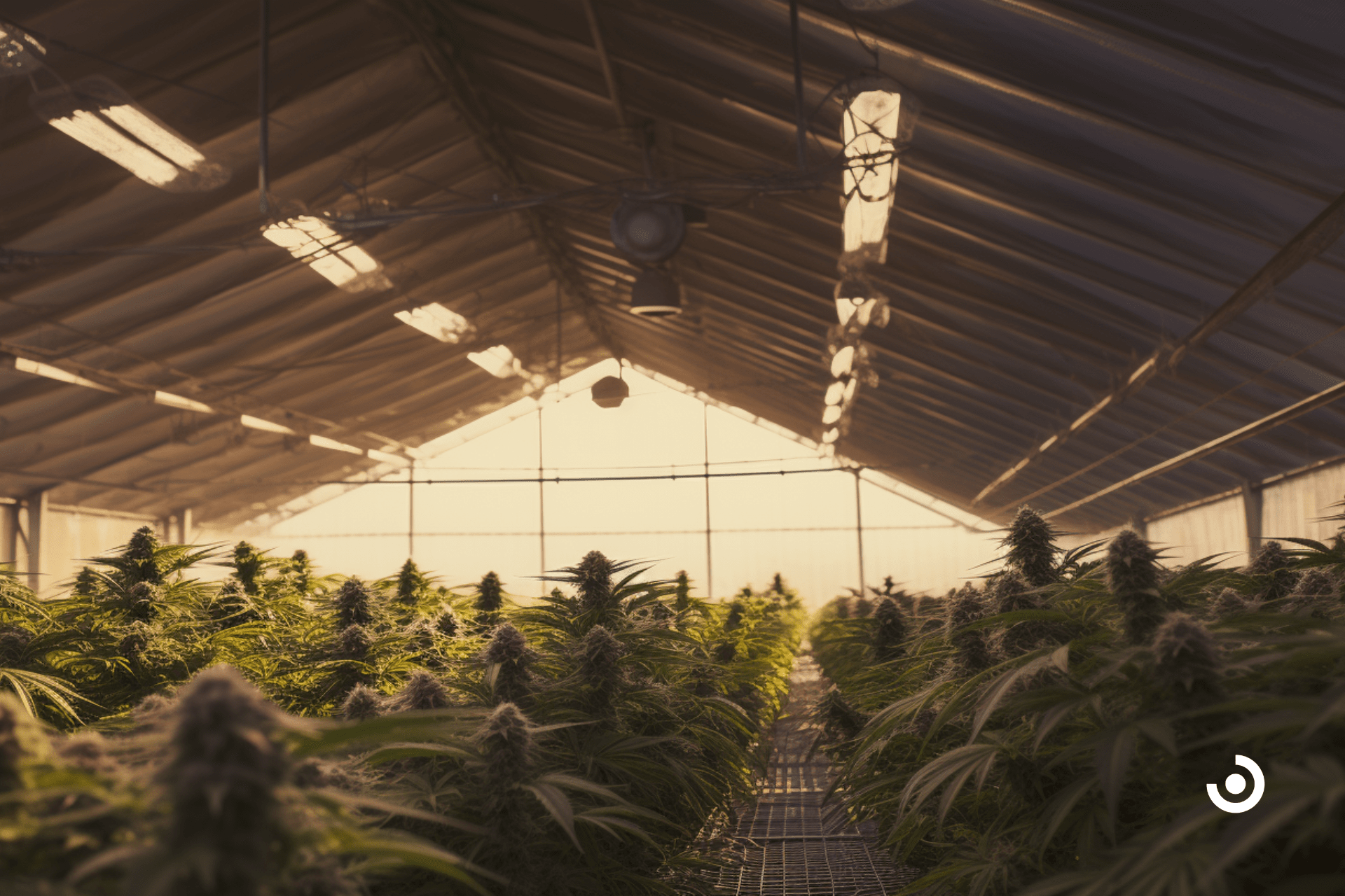 medical cannabis cultivation