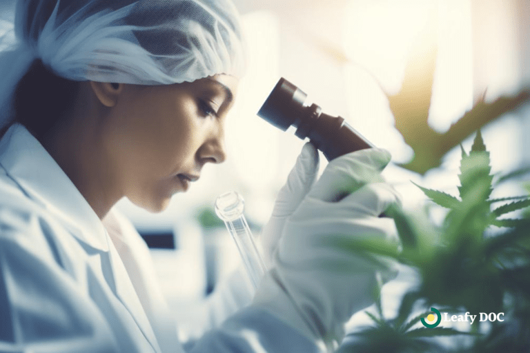 Exploring Medical Cannabis Research: Trends And Discoveries