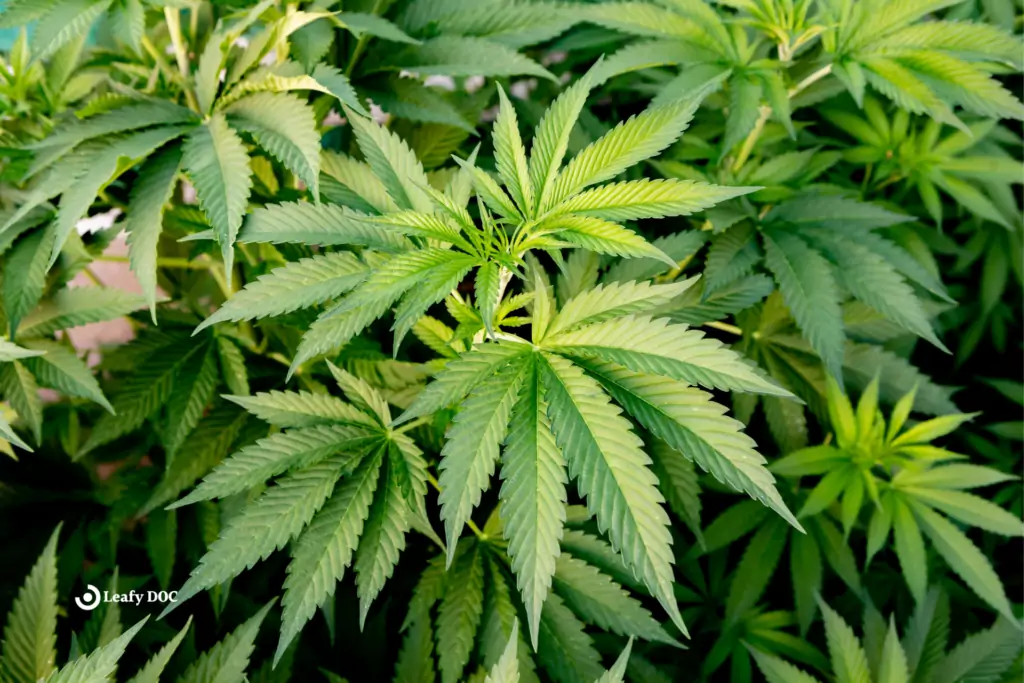 medical marijuana for parkinsons disease