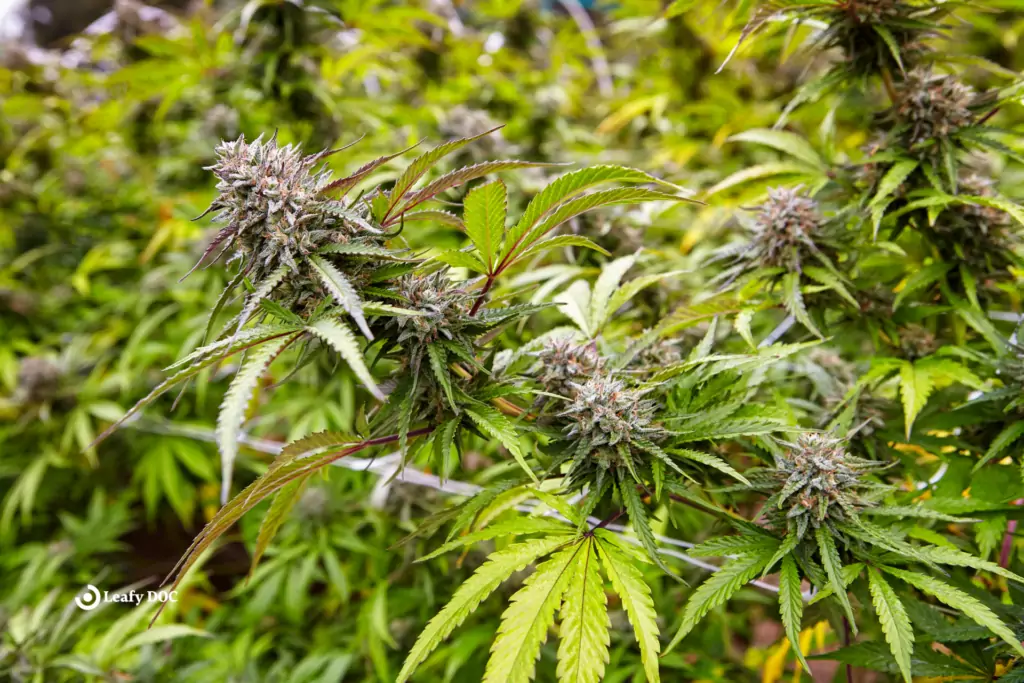 medical marijuana strains