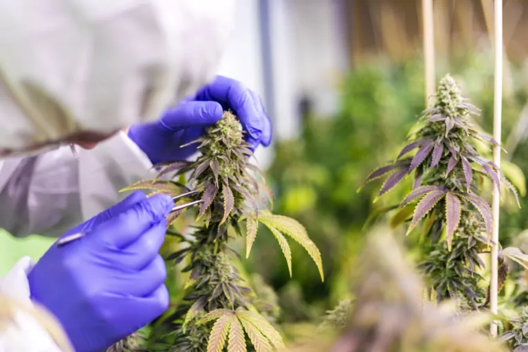 The Latest PA Medical Marijuana Research