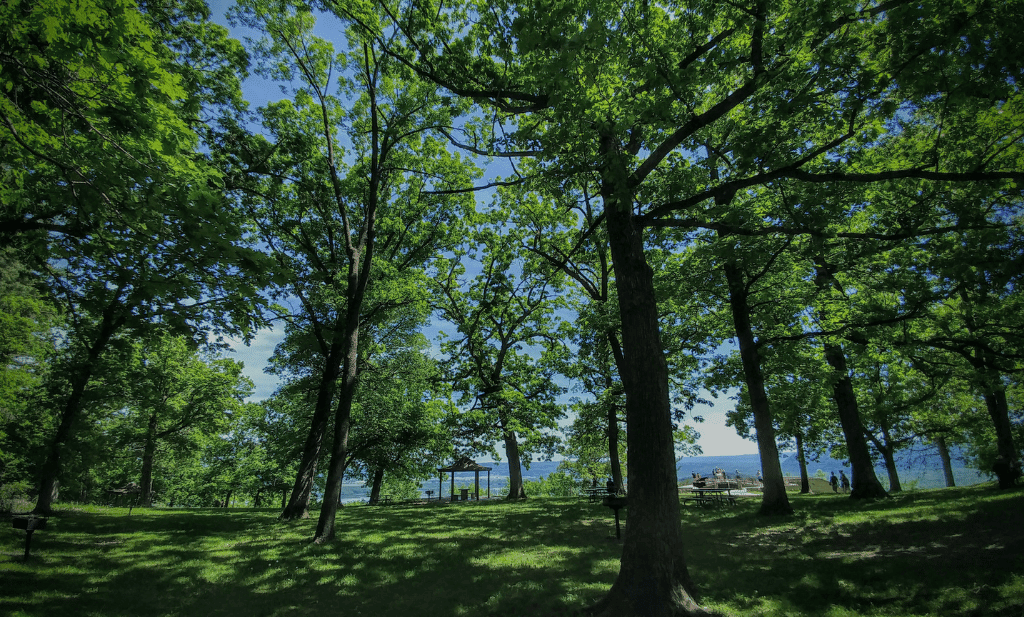 park full of green trees with water in the background is a great place to visit after getting your medical card