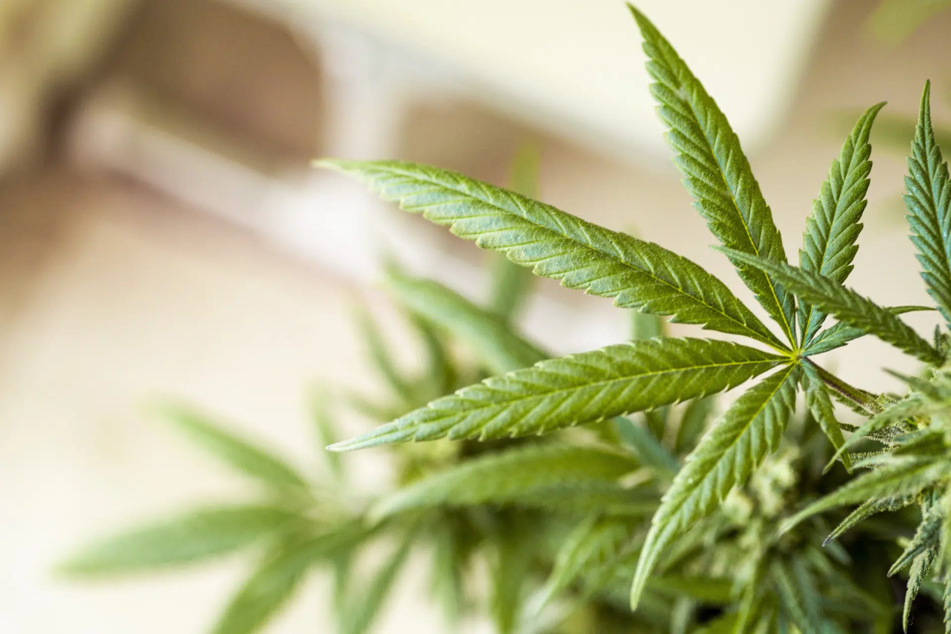 ptsd medical marijuanas plant