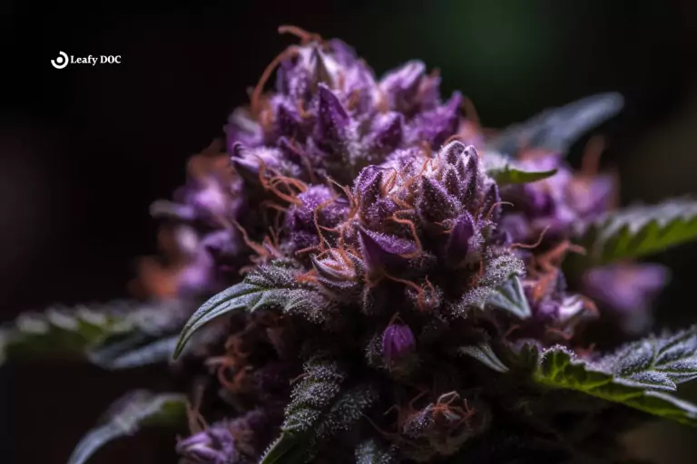 5 Facts About The Purple Urkle Weed Strain