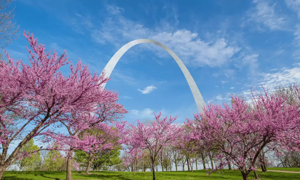 st louis gateway arch with pink blooming trees and blue sky is a great place to visit after getting your medical card