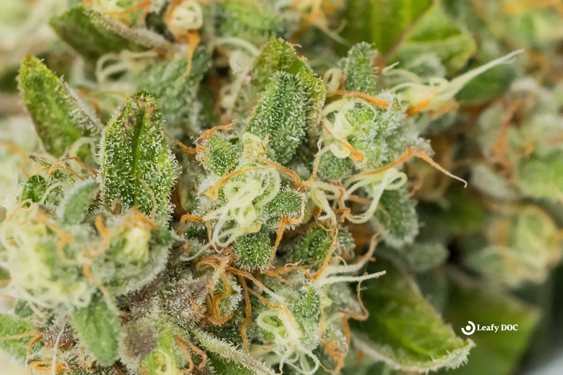 Terpenes In Cannabis: Understanding Their Effects And Benefits | Leafy DOC