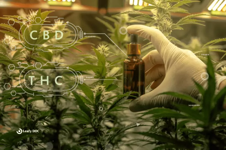 THC vs. CBD: Which is Best for Your Medical Condition?