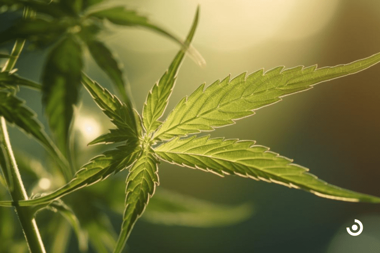 Understanding The Side Effects Of THC And CBD