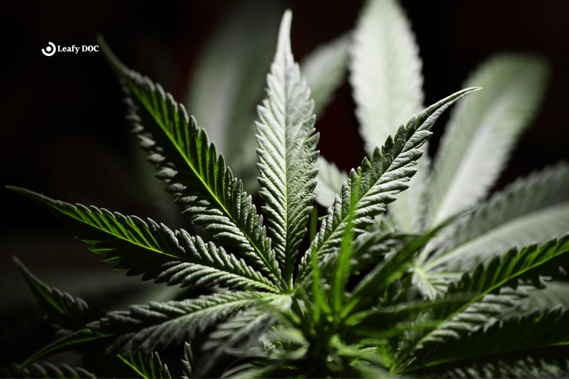 the anatomy of a marijuana leaf