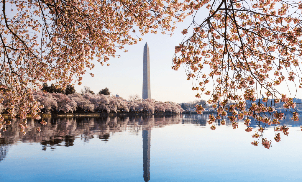 Cherry blossoms frame of the washington monument is a great place to go after you get your medical marijuana card