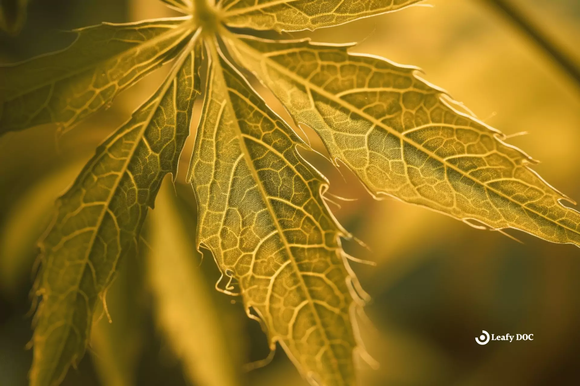 Weed plant turns yellow