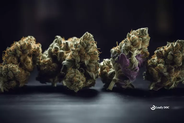 5 Popular Hybrid Medical Cannabis Strains